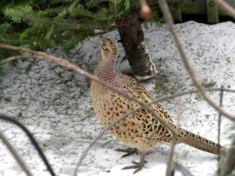 Pheasant