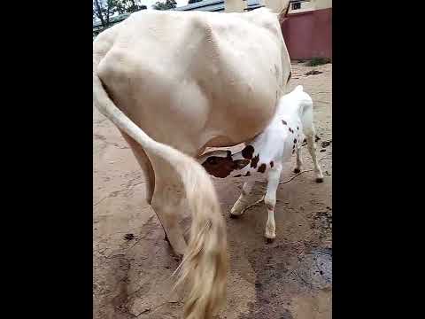 , title : 'cattle fattening and farming depends 70% on. proper nutritional pasture management practices'