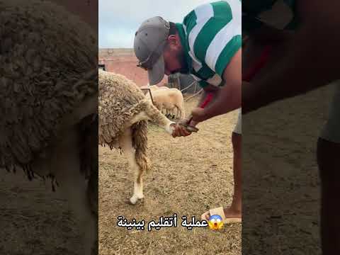 عملية أتقليم بينينة😱 #shorts