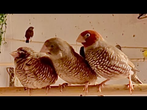 Amadina červenohlavá (Amadina erythrocephala) — starostlivosť, voliéra a kŕmenie