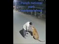 Trending Madyapradesh Video Real Video Tiger With Drunken Man