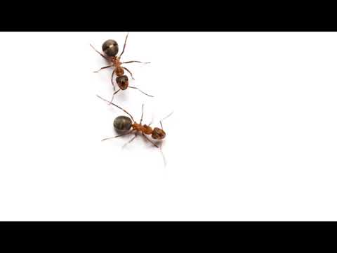ants on white background