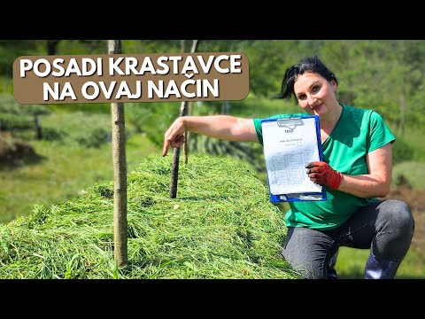 The Best Combination For Planting Cucumber For a Bountiful Harvest