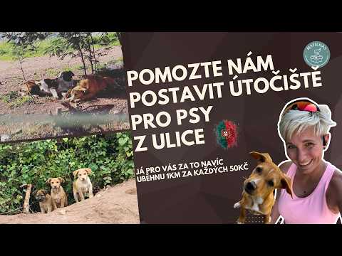 Pomozte nám postavit útočiště pro psy z ulice