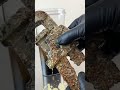 Testing Evapo-Rust on a super rusty and crusty pipe wrench