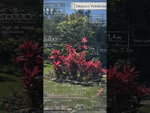Parque do Chuvisco SP Dracena Vermelha  #sobreplantas