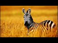 What Sound Does A Zebra Make Animal Sounds Zebra Sounds