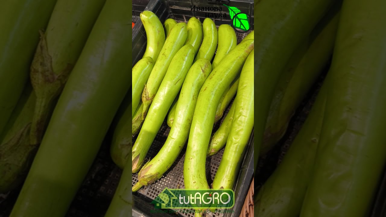 Семена из Таиланда: мой поход в местный магазин.