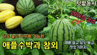 텃밭농사 가을되니 애플수박과 참외가 많이 달려 수확을 해보았고 당도가 높고 수확량이 많고 재배가 쉬운 애플수…