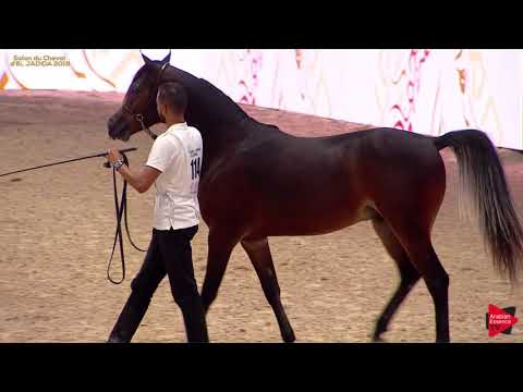 N 114 MOHARIB MAMS   A H  Moroccan Breeders' Cup 2019   Yearling Colts Class 6B