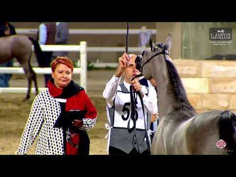 N 56 EL LA LINDA STC   10th Kuwait International Championship 2023   Yearling Fillies Class 1D