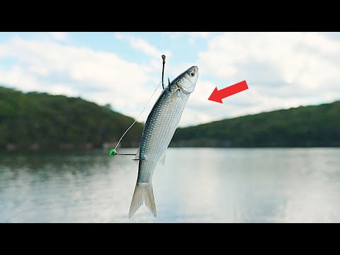 Fishing a Live mullet for a Big fish! (Lure fishing while waiting)