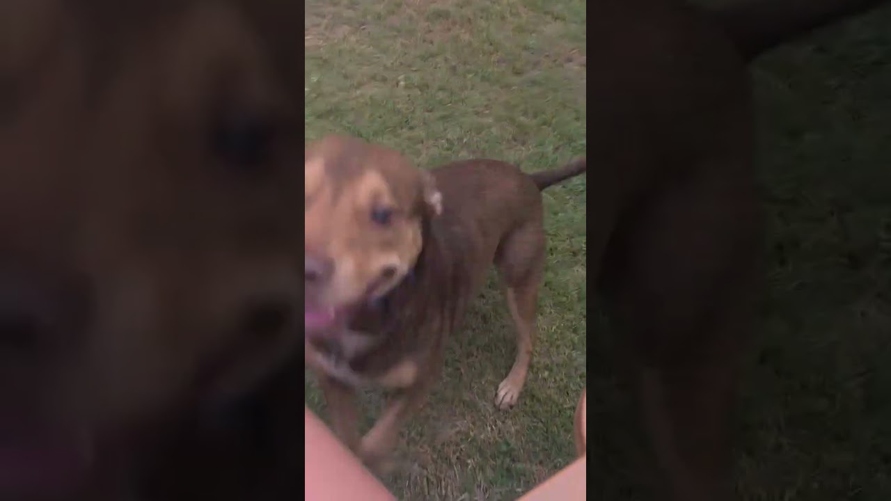Enlarge Boston, a Adoptable mixed breed in Northampton, MA video 2/6