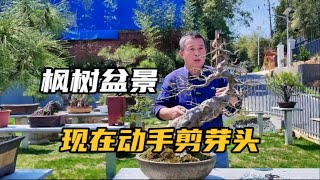 三角枫枝节过长现在就动手剪芽头