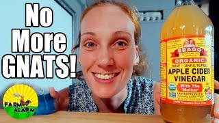 How to GET RID of GNATS & FRUIT FLYS - 6 Tips