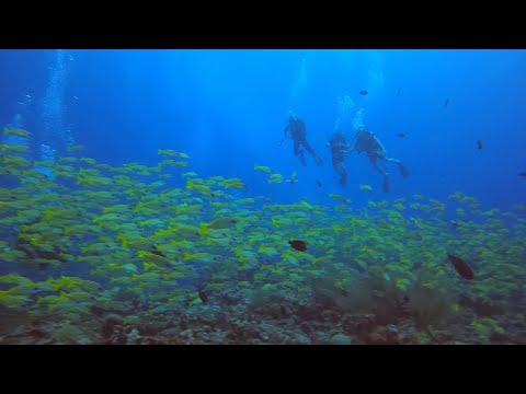 Videos del Boutique Beach Diving 4★ en Dhigurah, MaldivasVer MásVerPrecios8CerrarConsulta por Whatsapp 🇦🇷BookingTripadvisorExpediaAgodaSkyscannerKayakHotelesTurismocity