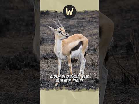 주토피아 가젤은 사실 암컷이 아닐 수도 있다고?