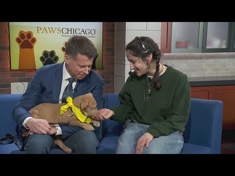 PAWS Chicago Pet of the Week: Coral - YouTube