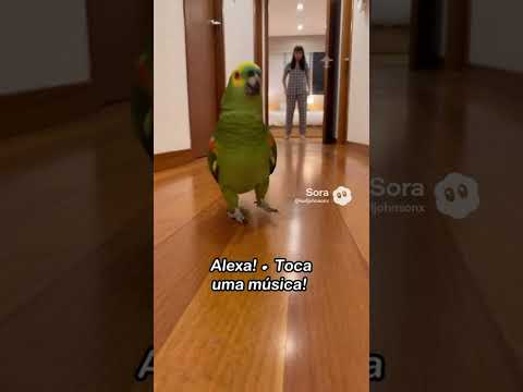 O Papagaio Ataca Novamente! 😂🦜 Ele mandou a ALEXA tocar música!