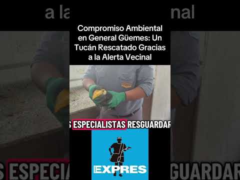 Compromiso Ambiental en General Güemes: Un Tucán Rescatado Gracias a la Alerta Vecinal