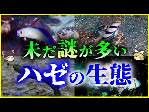 Zanclus cornutusについて詳しく解説