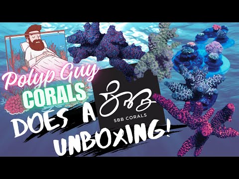 SBB corals Video Review 12