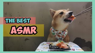 ASMR Dog Eating Salmon Sashimi || Hero the Shiba inu