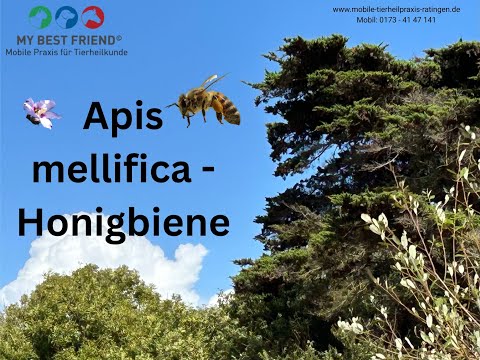 No42 Das homöopathische Mittel Apis mellifica