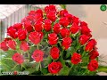 Phool Khilte Hain Padh Padh Ke Sallay Ala Naat Status 12 Rabi Ul Awal Status