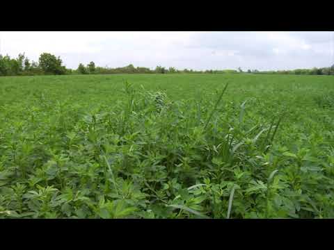 Reč struke ep. 197 16.08.2018. NAJAVA