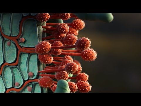 Rust: Fungi that Attack Plants