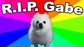 Gabe The Dog Died! REMEMBERING THE BORK KING (Thoughts and Tribute)
