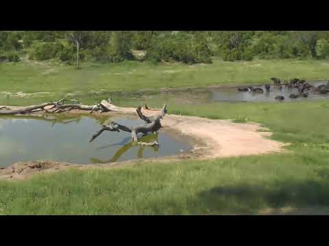 Djuma: Large breeding herd of African Buffalo come to the dam for a soak-Pt:1 - 14:34 - 01/29/19