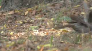 preview picture of video 'Cratérope brun Turdoides plebejus Brown Babbler'