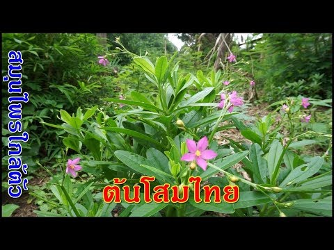 ราคาเชื้อโรคผู้หญิง สมุนไพรขยายขนาดอวัยวะเพศ