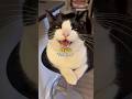 Tuxedo Cat Meow Translation