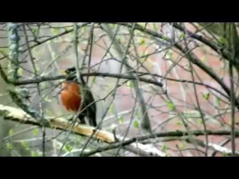 Spring, the sweet spring