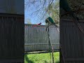 Doxie’s conversation with a Grackle!#music #memes #grackle #bird #funny #cute #conure #parrot #love