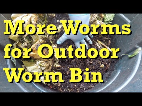 28-day old outdoor worm bin gets more worms - vermicomposting