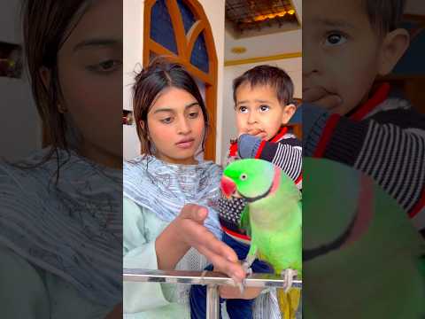 🇮🇳तिरंगा लेने गया तोता 🇮🇳 #Parrot ❤️#training #parrotlover 🥰#video #love #parrots #video ❤️