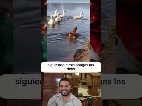 siguiendo a mis amigas las ricas #mascotas #patos #gallinas