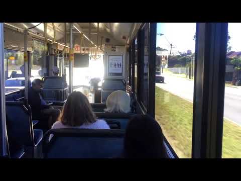 (PART 2)Transdev NSW m/o 8839 - MAN A69 18.280 (ZF)