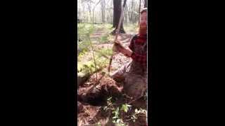 Transplanting Trees-Save Money, Harvest from the Woods