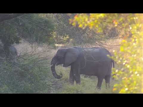 Djuma: Elephants-Short Trunk and her small herd - 06:58 - 07/07/2023