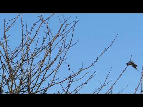 Clipstone Edge FORDMADDOXBROWN