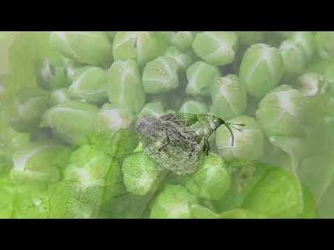 AGRO PREPORUKA - Zdravstveno stanje useva uljane repice