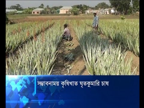 সম্ভাবনাময় কৃষিখাত ঘৃতকুমারি চাষ