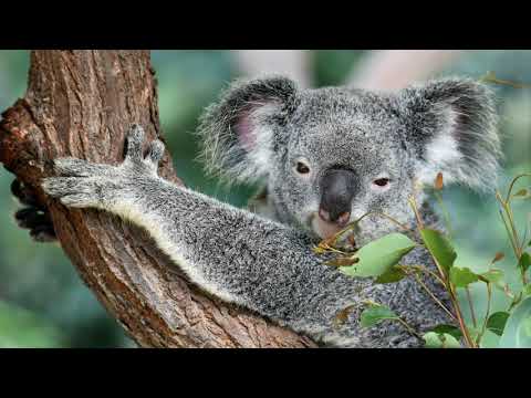 Carol of the Birds - Australian Bush Christmas Carol