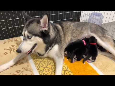 Three days old March 10, 2023