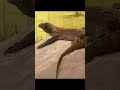 Komodo Dragons On The Move Rare Close Up Views At The San Francisco Zoo 061925